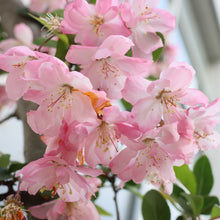 Chinese Crabapple Seeds