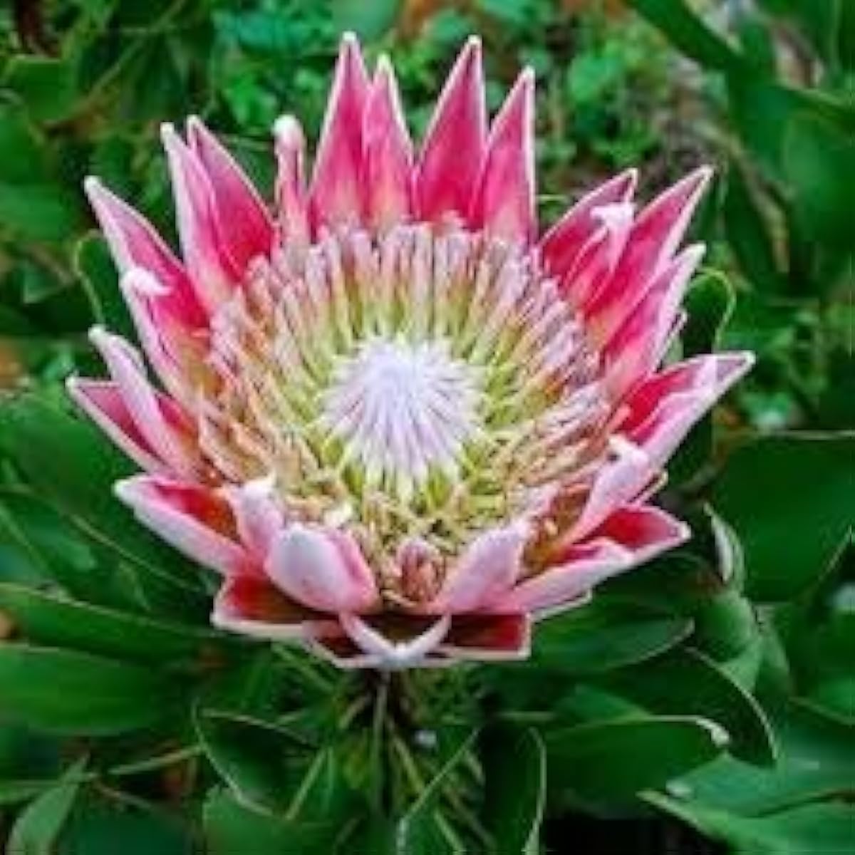 Protea Flower Seeds up to 50%