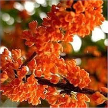 Osmanthus Seeds - Orange