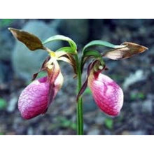 Pink Lady's Slipper Seeds