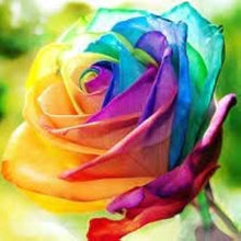 Rainbow Rose Flower Seeds