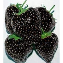 Black Strawberry Seeds