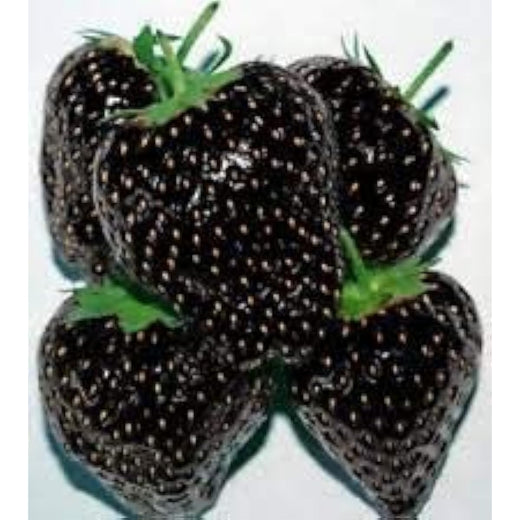 Black Strawberry Seeds
