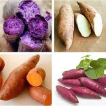 White Sweet Potato Seeds