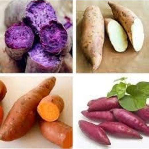 White Sweet Potato Seeds