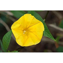 Yellow Morning Glory Seeds