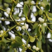 White Mistletoe Seeds
