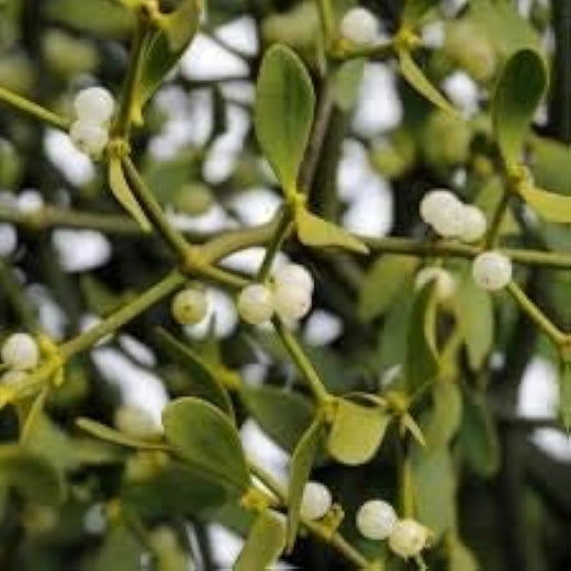 White Mistletoe Seeds