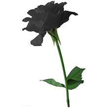 Black Rose Flower Seeds