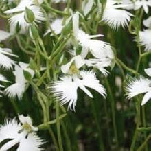 White Egret Orchid Seeds