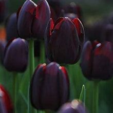 Black Tulip Flower Seeds
