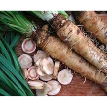 Russian Horseradish Seeds - White