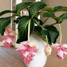 Pink Medinilla Seeds