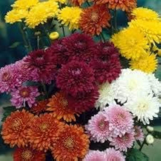 Chrysanthemum Flower Seeds