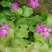 Purple Butterwort Seeds