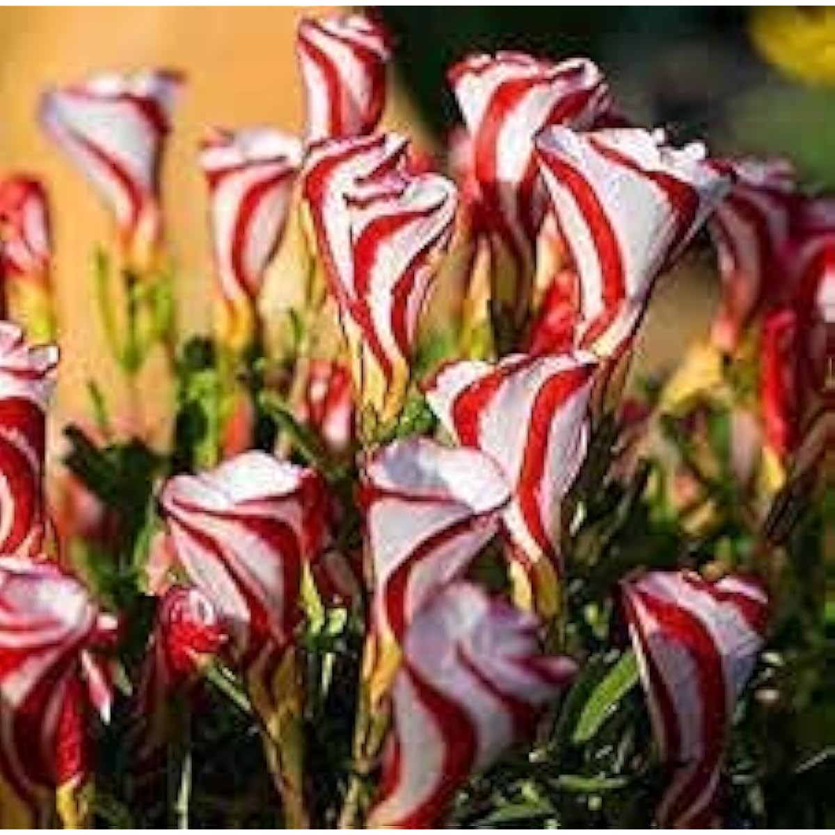 Candy Cane Sorrel Seeds ¨C up to 50%