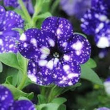 Petunia Seeds