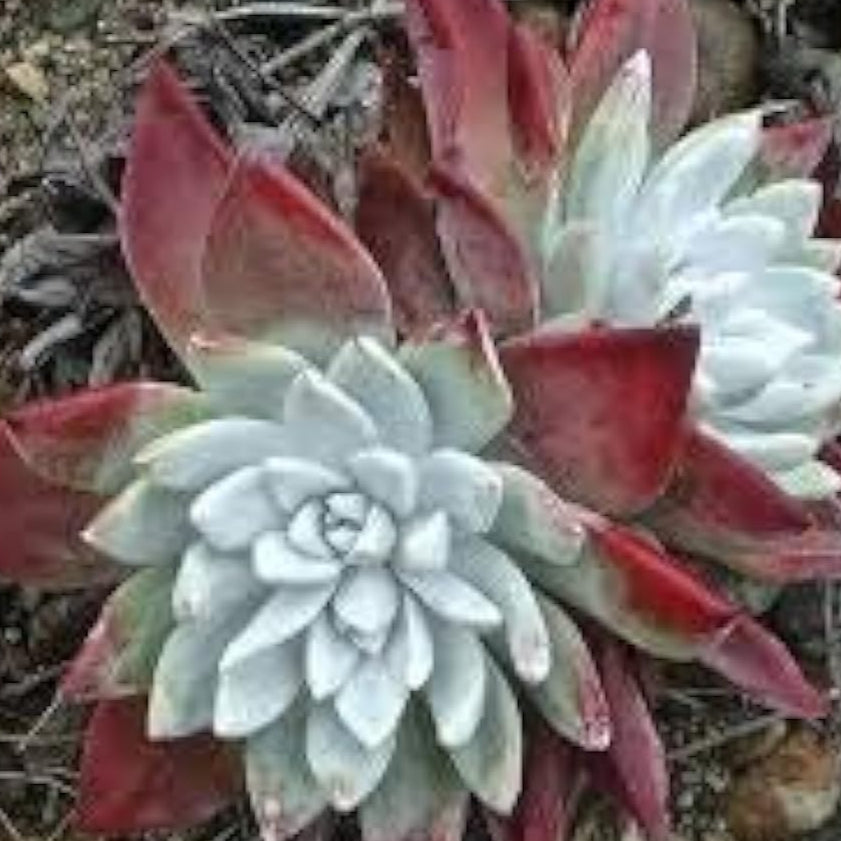 Dudleya Farinosa Seeds