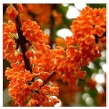 Osmanthus Seeds - Orange