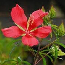 Scarlet Rose Mallow Hibiscus Seeds