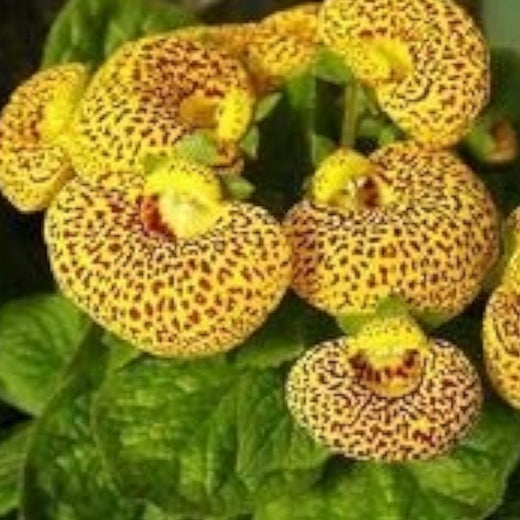 Calceolaria Uniflora Flower Seeds