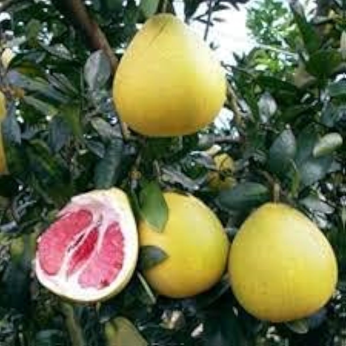 Pomelo Tree Seeds up to 50%