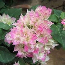 Pink White Bougainvillea Seeds