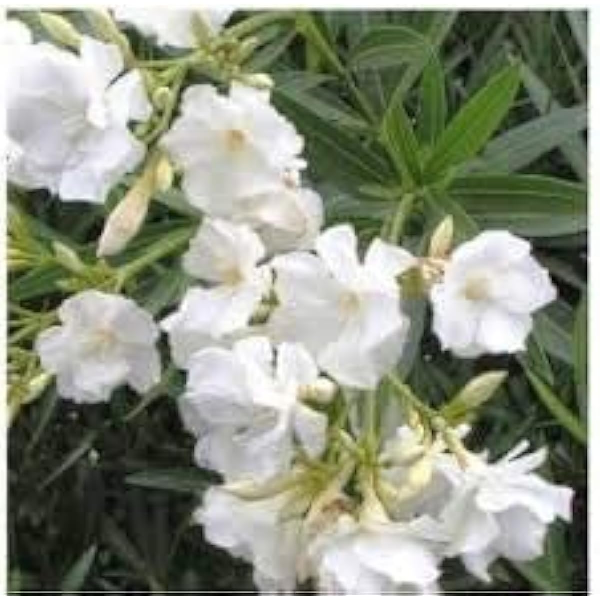 White Oleander Flower Seeds up to 50%
