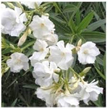 White Oleander Flower Seeds