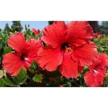 Double Red Hibiscus Seeds