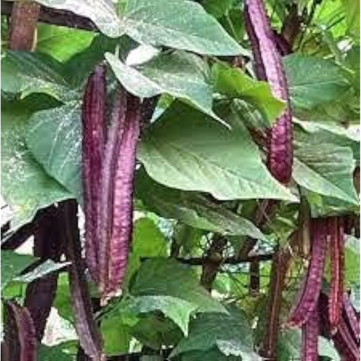 Purple Winged Bean Seeds