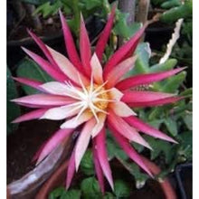 Fishbone Cactus Seeds