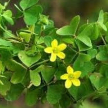 Yellow Wood Sorrel Seeds