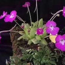 Purple Butterwort Seeds