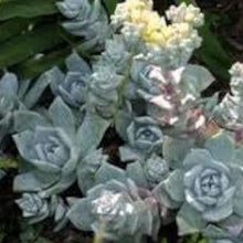 Dudleya Farinosa Seeds