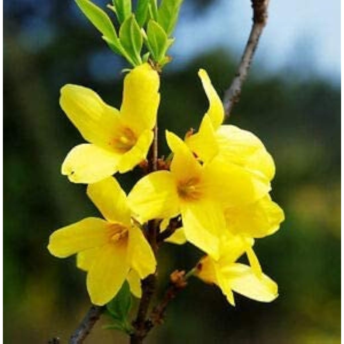 Forsythia Plant Seeds up to 50%