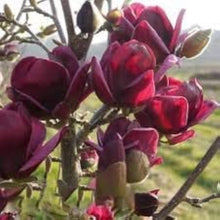 Magnolia Seeds - Deep Purple