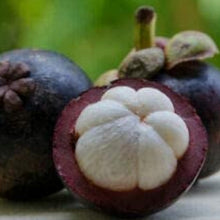 Mangosteen Seeds
