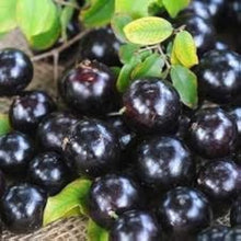 Jabuticaba Seeds