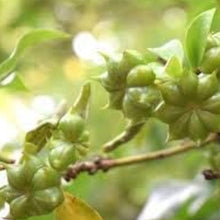 Star Anise Seeds