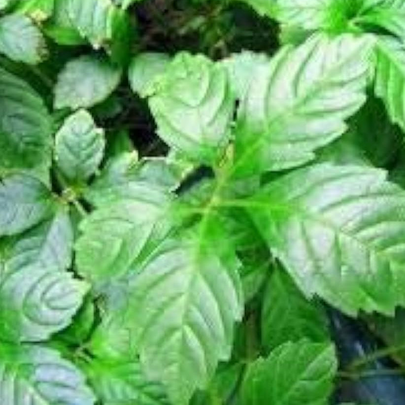 Jiaogulan Herb Seeds up to 50%