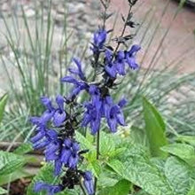 Black and Blue Salvia Seeds