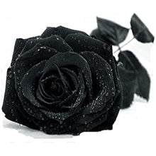 Black Rose Flower Seeds
