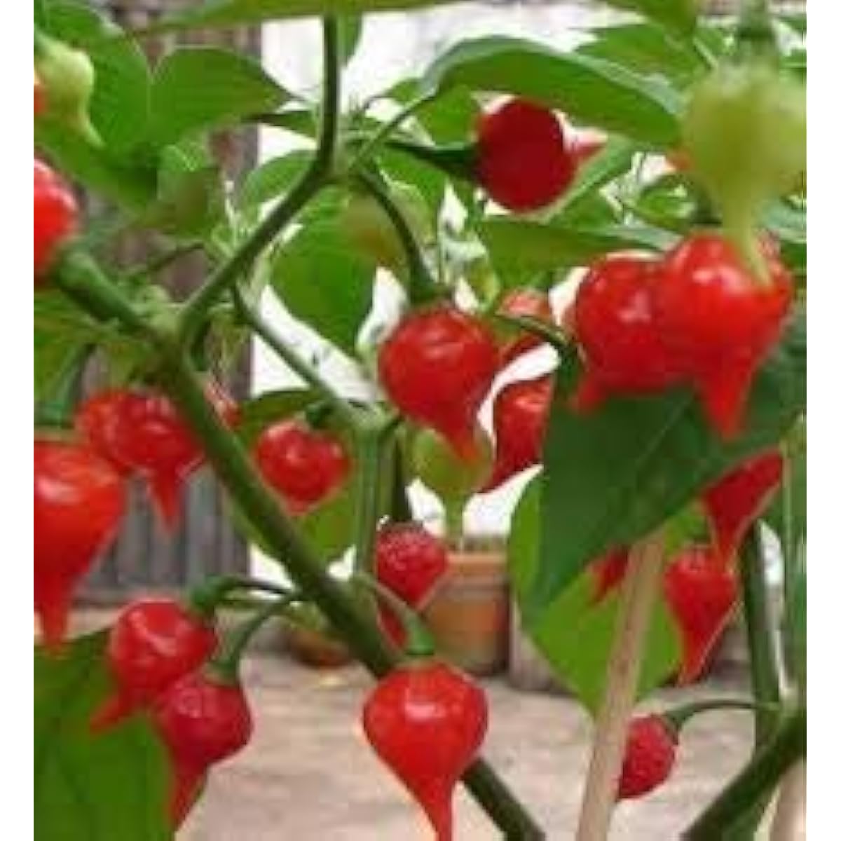 Sweety Drops Pepper Seeds up to 50%