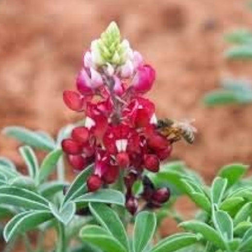 Texas Bluebonnet Seeds - Maroon