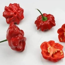 Aji Brazilian Starfish Hot Pepper Seeds