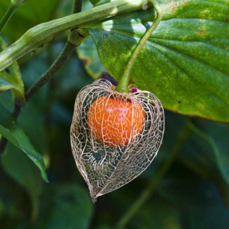 Chinese Lantern Physalis seeds up to 50%