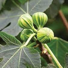 Tiger Stripe Fig Seeds