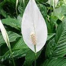 Peace Lily Seeds