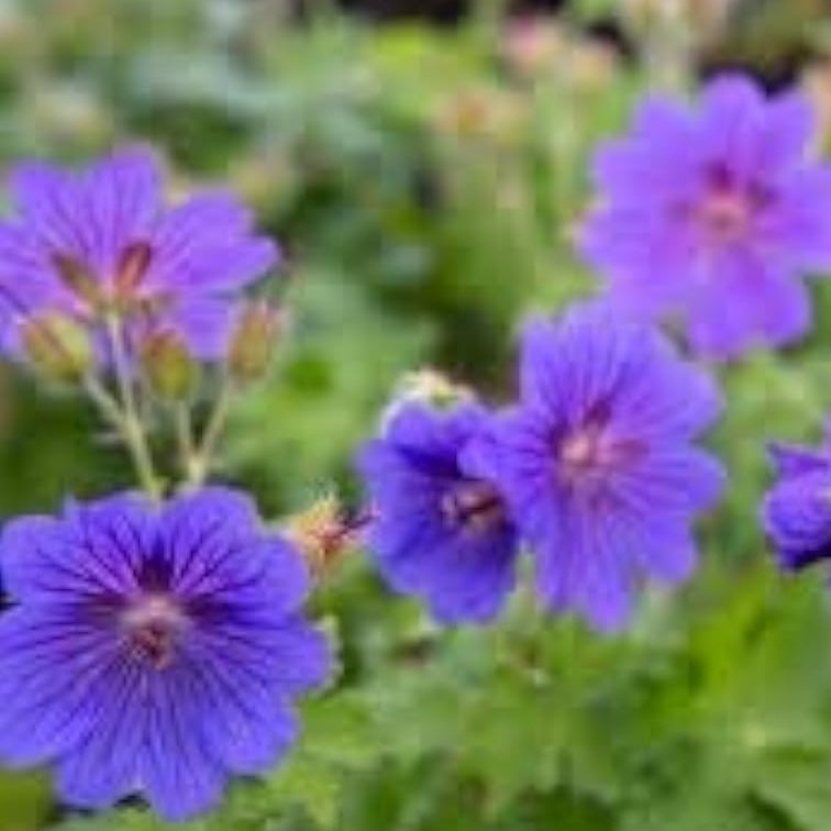 Cranesbill Geranium Seeds up to 50%
